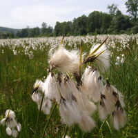 Wiese mit Breitblättrigem Wollgras