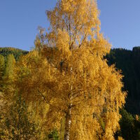 traumhaft schöne Birke