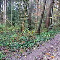 10.9 km Linksabzweigung Waldgebiet Forst