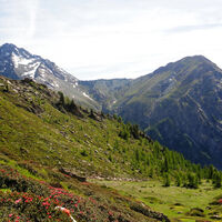 Val Troncea und die Blüte der Rhododendren