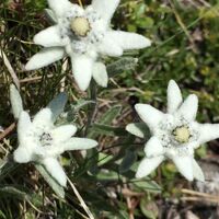 Sentiero Botanico Sassalbo