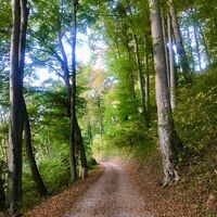 Wald bei Schloss Vaduz