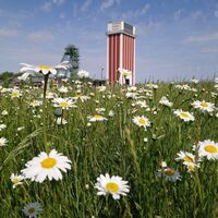Wildblumenwiese, Förderturm und Fördergerüst im Zechenpark Friedrich Heinrich