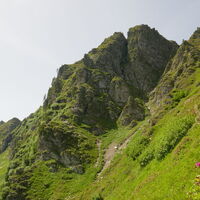 im steilen Gras ist ein Almrauschbuschen schöner als der andere