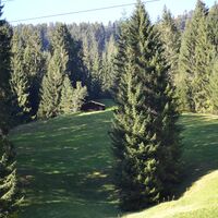 Alpenwald