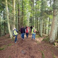 Naturpark-Augenblick-Runde Holzbronn_Hoehenruecken im Wald