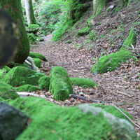 Auf dem Murgtalpfad.