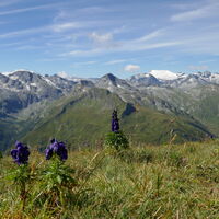 Weitblick zur Hochalmspitze und Ankogel
