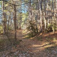 4.4 km Waldtrail