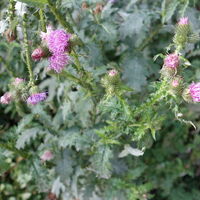 Flora