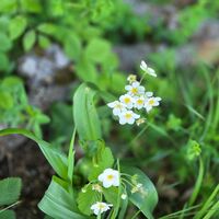 Flora