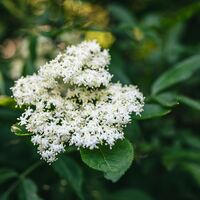 Söll_Pölven_Holunderblüte_Wilder Kaiser