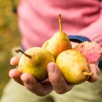 Frankelbacher Mostbirne