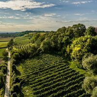 Weinberg-Stetteldorf am Wagram