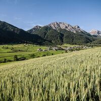 Blick ins Münstertal