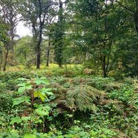 Wald in der Grindsmark