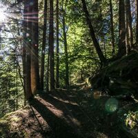 Gföllweg im Wald
