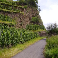 Terrassenmosel