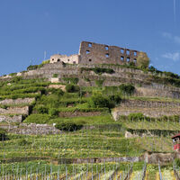 Burg Staufen mit Weinberg