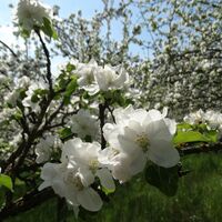 Apfelblüte_Oststeiermark 