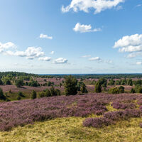 Panoramablick vom Wilseder Berg