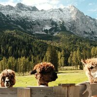 Alpakas bei der Gaistalalm