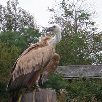 Wildpark &amp; Greifvogelzoo auf dem Potzberg