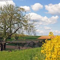Rund um Diedelsheim