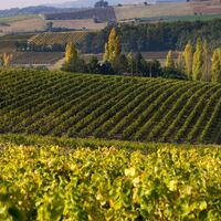 Weinberglandschaft im Herbst