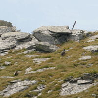 zwei Murmerl auf der Flucht