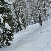 Wie alle Tourenläufe oberhalb von Pokljuka endet auch diese im Wald.
