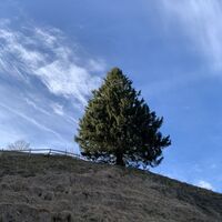 Bergbaum