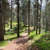 Stazerwald