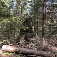 Wieder ein merkwürdiger Menhir am Wegesrand