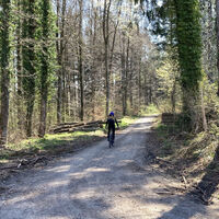 Im Wald nach Uhldingen-Mühlhofen