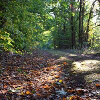 Waldweg in der Göhrde