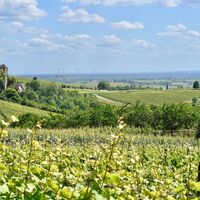 Weinberg oberhalb Wissembourg