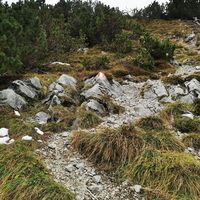 der Weg durch den Latschengürtel