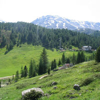 Wälder aus Kiefern und Lärchen