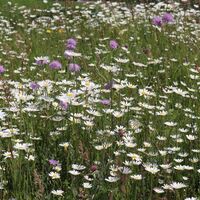 Blumenwiese im Schöpstal