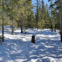 1.7 km tief verschneiter Wald