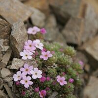 Alp-Blumen entzücken!