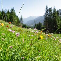 Blumenwiese auf der Gargellner Rüti