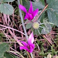 Flora: Alpenveilchen oder Zyklamen