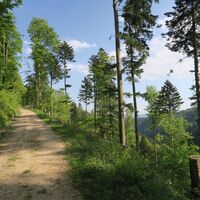 Dachsberg 5