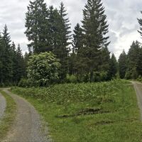 Waldwege