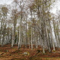 herbstlich geht es durch den Wald