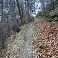 am Forstweg zum Gochelberg hoch