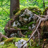 Bäume klammern sich an Fels in der Reichenbachklamm