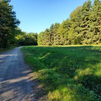 im Wald